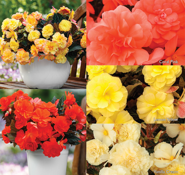 Plantpeddler Trial Pack: iCANDY™ Begonia Series