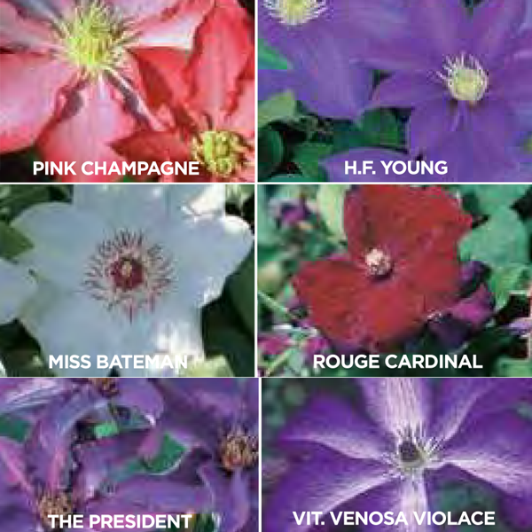 Donahue's Clematis 2.5 Inch Pot "The Donahue Collection" - 50 pots per pack