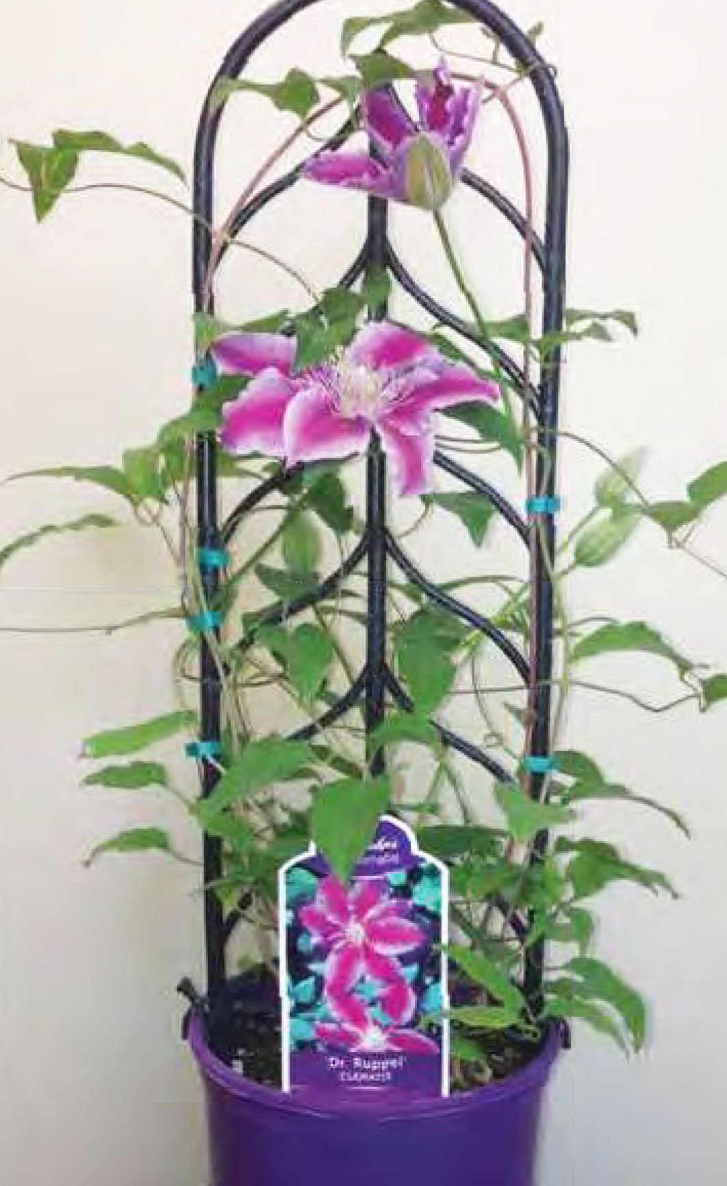 Donahue's Clematis #1 Container Finished Premium