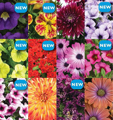 Plantpeddler Trial Pack: Danziger New and Pre-Introduction