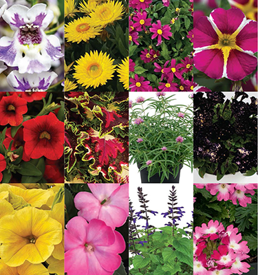 Plantpeddler Trial Pack: 2026 Featured New Annual Introductions