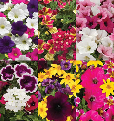 Plantpeddler Trial Pack: 2026 Multiliner New Introductions