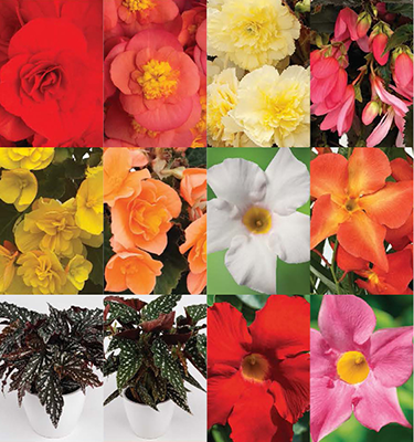 Plantpeddler Trial Pack: New Begonia and Dipladenia